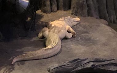 Wednesday night’s social at California Academy of Sciences museum included an albino alligator